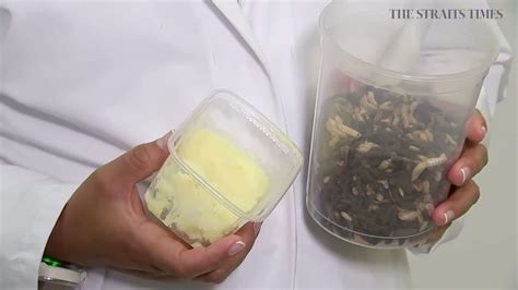 Belgian Waf Flies Researchers In Belgium Have Developed ‘insect Butter