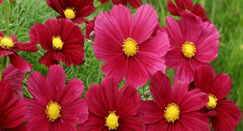 Cosmos Flower Seeds Kings A Leading Seed Supplier Kings Seeds