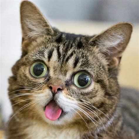 Pin By Julie Miller On Lil Bub Cute Cats Cute Animals Cats