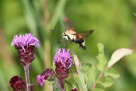 Snowberry Clearwing Moth Michael Loyd Flickr