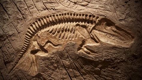 10 Facts About Dinosaur Fossils Fact File