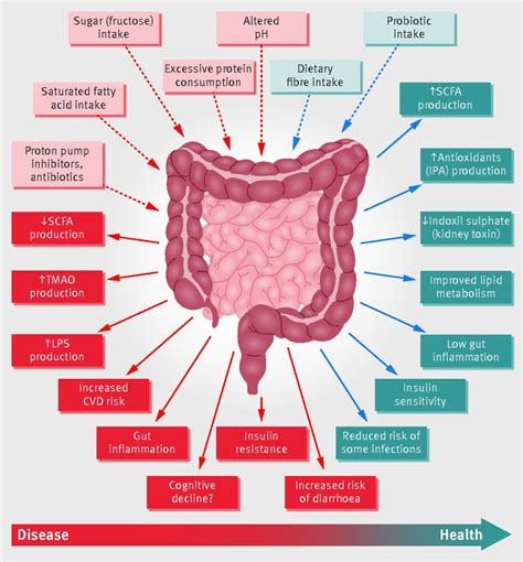 Role Of The Gut Microbiota In Nutrition And Health The Bmj