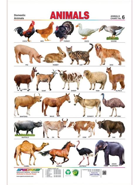 What Is The Meaning Of Domestic Animals Animals Picture Animal