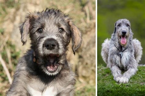 Irish Wolfhound The Complete Guide To The Irish Gentle Giant