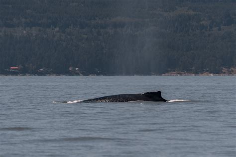 July 20th 1030 Mmx0007 Bond — Vancouver Island Whale Watch Nanaimo