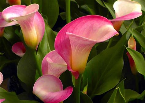 Super Gem Calla Lily Bulb 1618cm Bulb Hot Pink Blooms Hirts