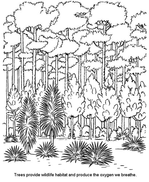 Adult Coloring Pages Forest