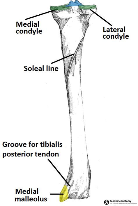 Lateral Condyle Of Tibia