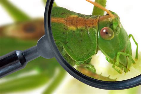 Bug Identification Guide: Learn How To Identify Pests In The Garden