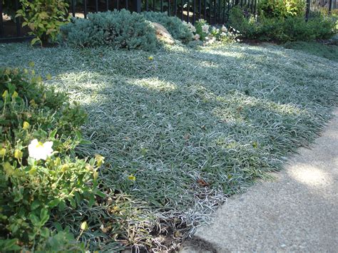 Drought Tolerant Ground Cover Plants Landscaping Bay Area