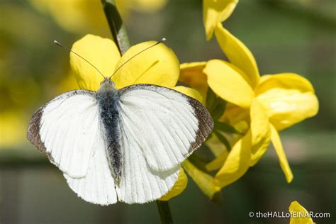 It's said that when you see a butterfly, it's someone you love in heaven reminding you of them and giving you a. Large White Butterflies and their view of heaven - David ...