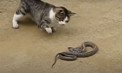 Yes Cats Kill Snakes And Vice Versa Pics And Videos