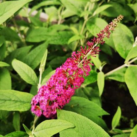 Vlinderstruik Buddleja Davidii Miss Ruby Sierheesters Struiken Planten Online Kopen