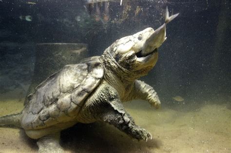 Alligator Snapping Turtle Facts And Pictures