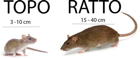 Scappatopo Differenza Tra Topi E Ratti Come Riconoscerli Guida