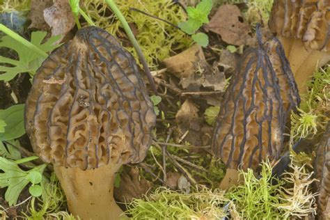 Morel (Morchella esculenta) - mushrooms of Russia