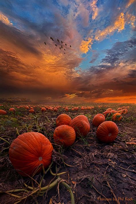 The Horizon From A Pumpkin Farm In Wisconsin Autumn Photography