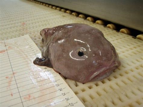 The answer is nope , they look like a normal fish ac. Blobfish — A rare and absolutely nasty sea creature [4 ...