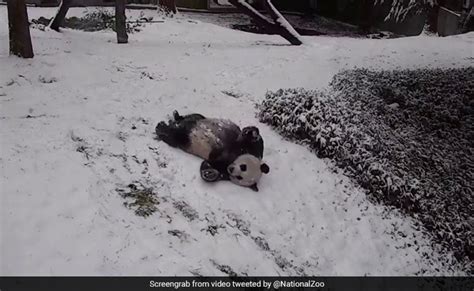 Viral This Video Of Pandas Playing In Snow Is Pure Joy