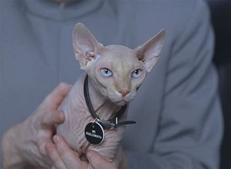Austin Powers International Man Of Mystery 1997 Cinema Cats