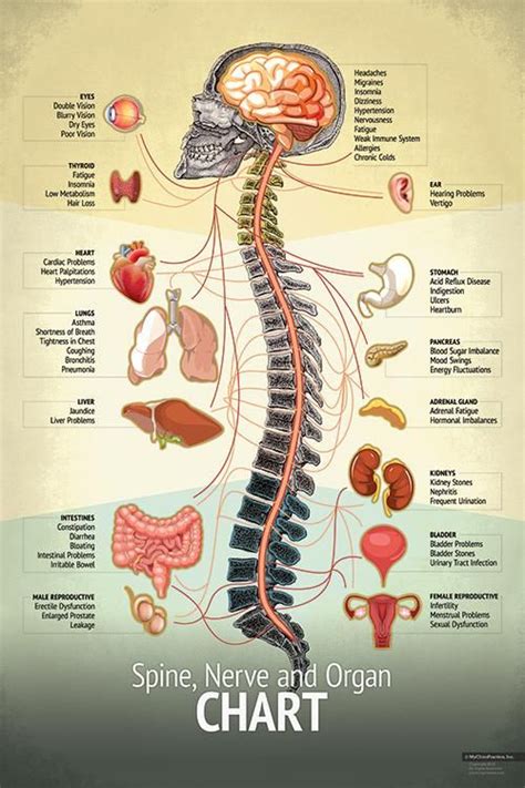 Chiropractic Spine Chart Spine Organ Nerve Chart Subluxation