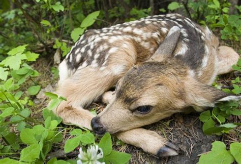 Framed Print Baby Deer Sleeping In The Woods Picture