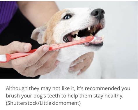 Puppy Losing Teeth Symptoms | Puppies Lover 88