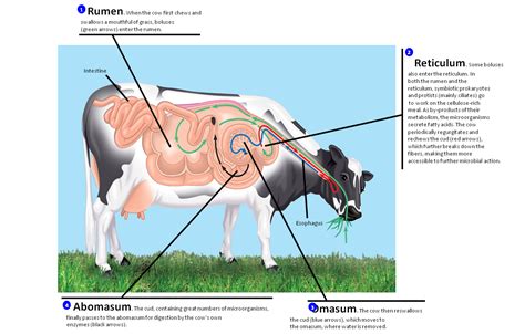 Animal Care PLC: November 2012