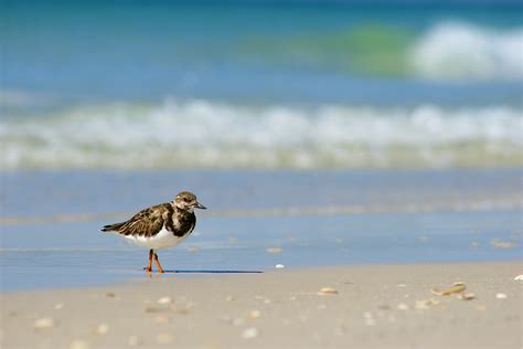 Birds On The Beach Wallpapers High Quality Download Free