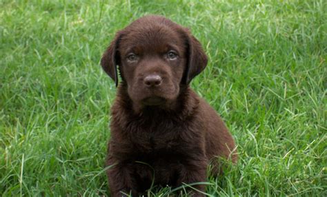 Consistently one of the most popular dog breeds, labrador retrievers. Labrador Retriever Puppies - Puppy Dog Gallery