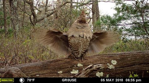 A Rough Time For Ruffed Grouse New Jersey Audubon