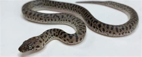 Spotted Python Care Sheet Antaresia Pythons Reptile Range
