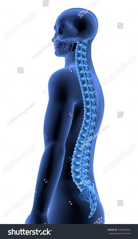 A human pelvis is much wider from the side with curved bones. Human Body Spine Side View Ii Stock Illustration 570665485 ...