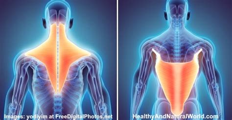 Effective Treatments For Pulled Strained Or Torn Back Muscle