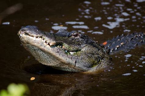 Large Alligator In Florida Swamp Stock Photo Image 20597106