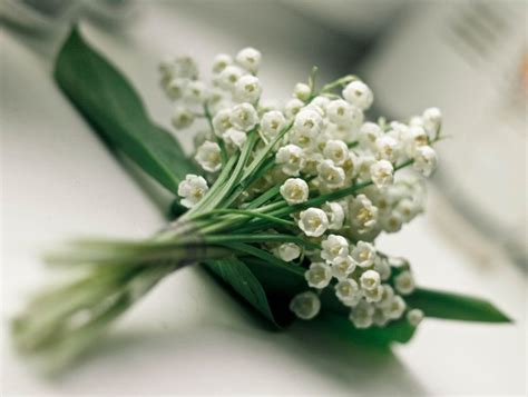 Faites livrer un bouquet de muguet des bois et envoyez du bonheur à vos proches pour le 1er mai ! Bouquet de muguet