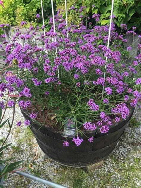 In borders, plant in full sun if you can, though. Verbena bonariensis Lollipop | Planten