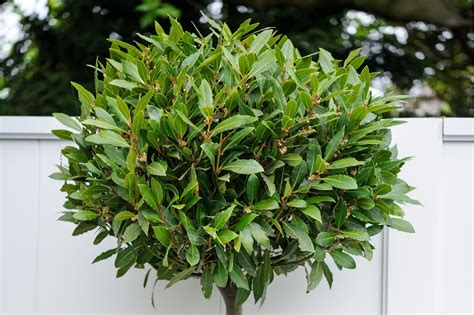 Best Trees For Small Gardens Dwarf Trees For Landscaping Small Trees