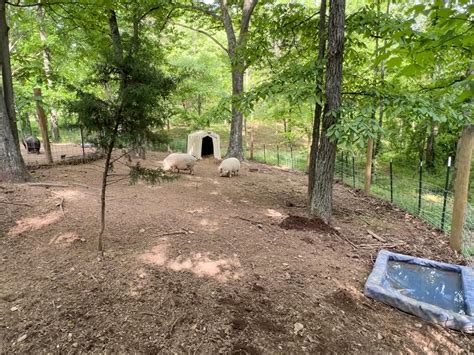 The Perfect Pig Pen Setup For Pet Pigs