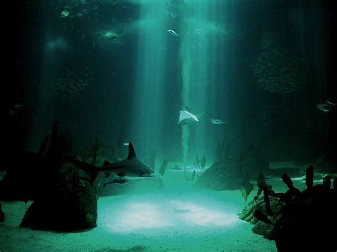 My Background Blog Underwater