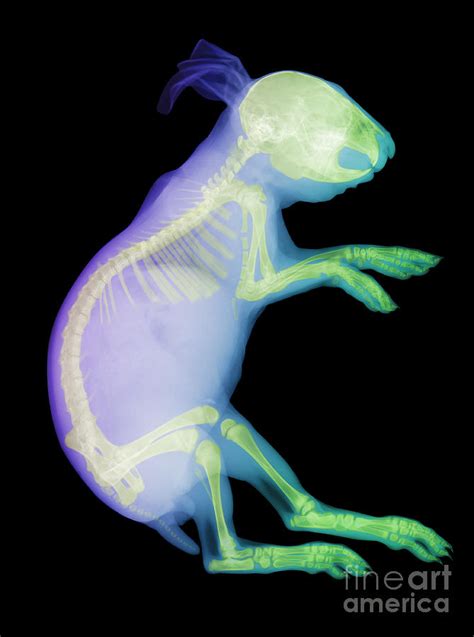 X Ray Of A Rabbit Photograph By Ted Kinsman Fine Art America