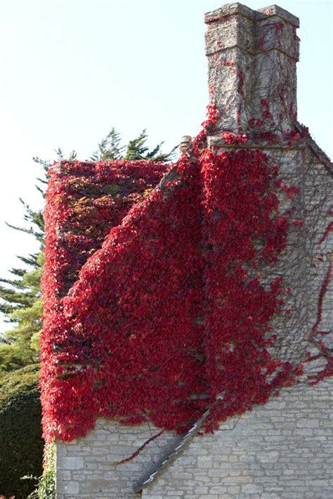 Boston ivy plants for sale|flowering vine with red fall. Gardening 101: Boston Ivy - Gardenista | Boston ivy ...