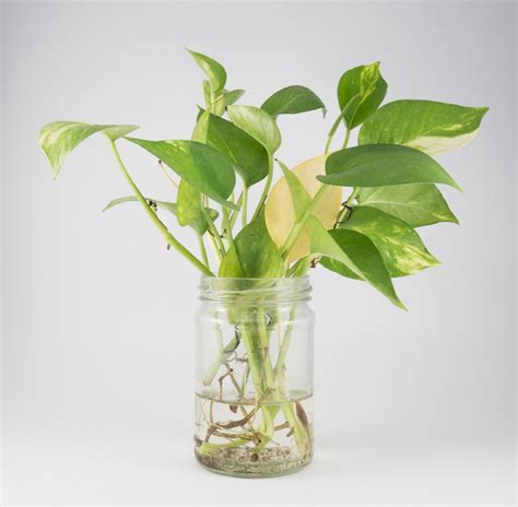 While interesting to look at, the beetle will munch holes in your leaves, making them look like swiss cheese in a very short amount of time. How To Propagte Pothos (In the Water and Soil) - Sumo Gardener