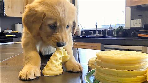 Cute Golden Retriever Puppy Compilation Youtube