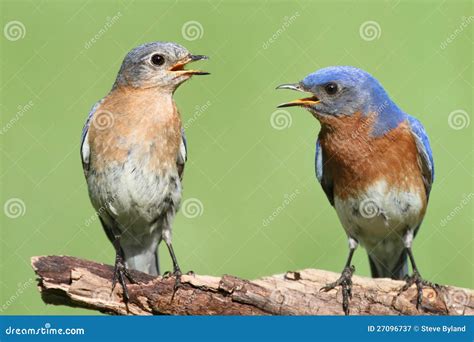 Pair Of Eastern Bluebird Stock Image Image Of Male Couple 27096737