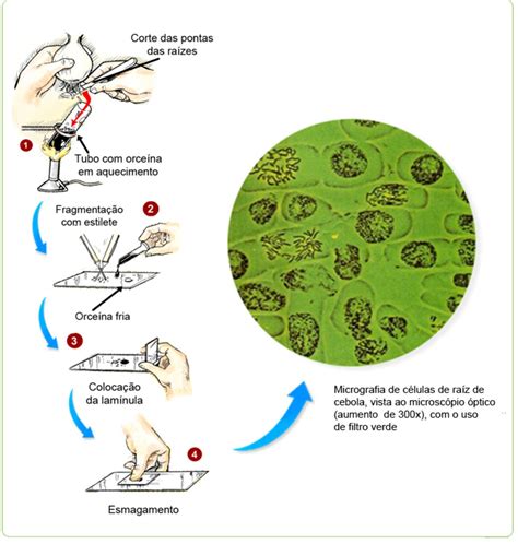 Preparo De Lamina Histologia
