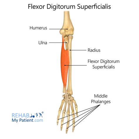 Flexor Digitorum Superficialis Anatomy Origin Insertion My XXX Hot Girl