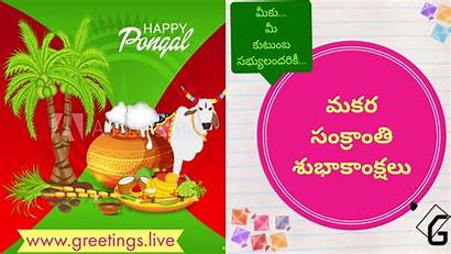 Greetings Sankranti Makar Wishes Sankranthi Festival Pongal