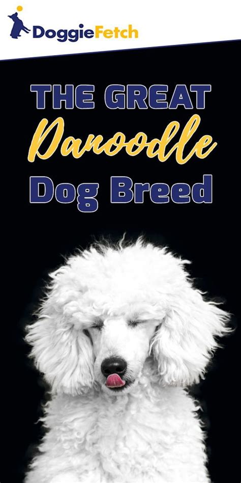 Some great danes may drool. The Great Danoodle Dog Breed - doggiefetch | Great danoodle, Dog breeds, Dog facts