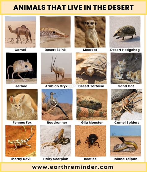 Desert Ecosystem Animals 23 Animals That Live In The Desert